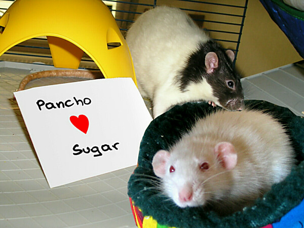 Pancho & Sugar