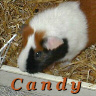 Candy