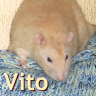 Vito