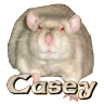 Casey