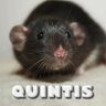 Quintis
