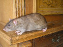 October 29, 2005: Chester from the side Picture