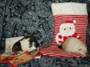 Elvis: "Dino, you shred the cards, while I shrink the stocking" Picture