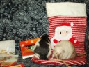 Elvis: "I've had it with you, dumbo! You know what, YOUR TAIL STINKS!" Picture