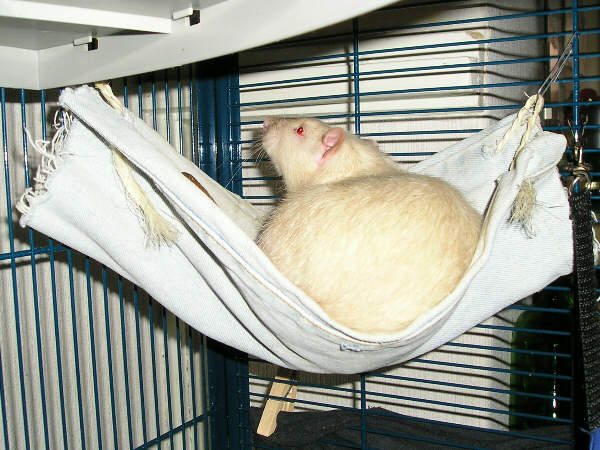 Oh, Rats! - Single rat hammock
