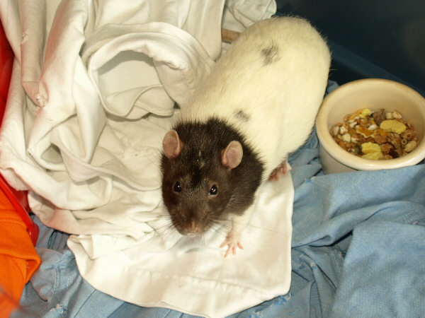 May 28: Lefty eating regular food again Picture
