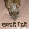 Chester