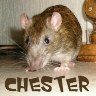 Chester