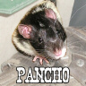 Pancho