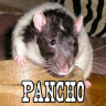 Pancho