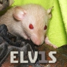 Elvis