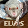 Elvis