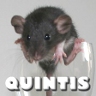 Quintis