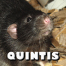 Quintis