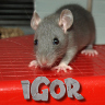 Igor