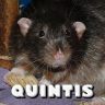 Quintis