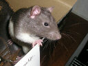 August 27, 2005: Mink posing for the camera Picture